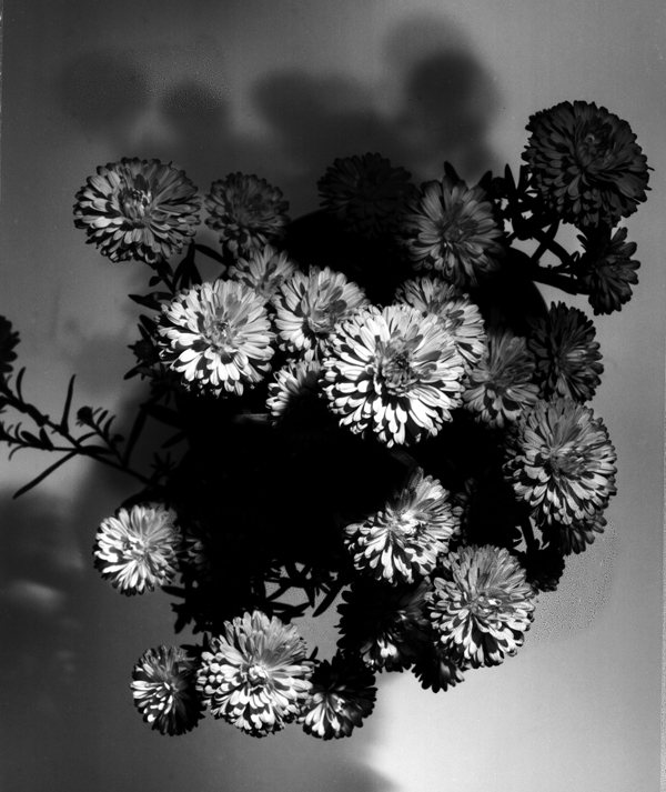 black and white photos of flowers. he takes lack and white